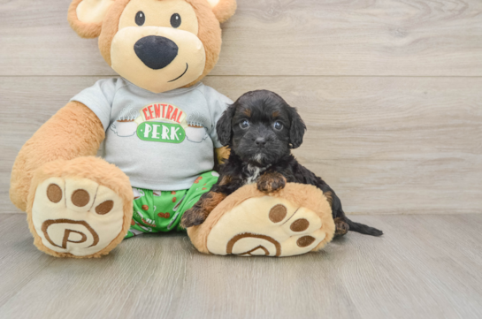 Best Cavapoo Baby