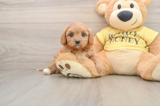 Cavapoo Puppy for Adoption