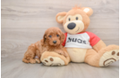Funny Cavapoo Poodle Mix Pup