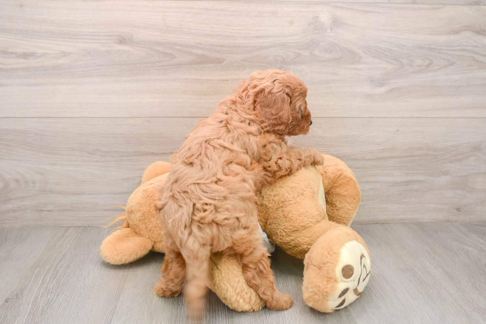 Fluffy Cavapoo Poodle Mix Pup