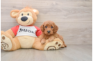 Cavapoo Puppy for Adoption