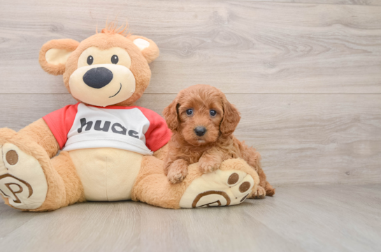 Cavapoo Puppy for Adoption