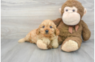 Small Cavapoo Baby