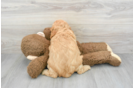 Best Cavapoo Baby