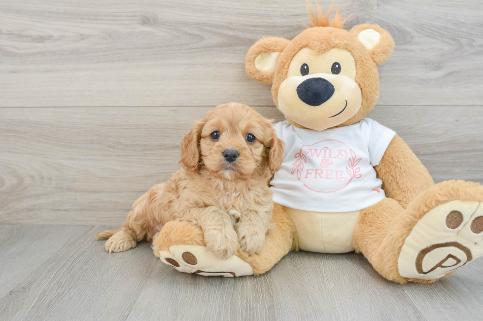 6 week old Cavapoo Puppy For Sale - Simply Southern Pups