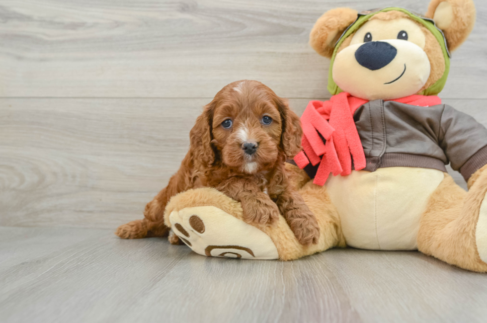 6 week old Cavapoo Puppy For Sale - Simply Southern Pups