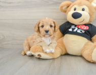 8 week old Cavapoo Puppy For Sale - Simply Southern Pups