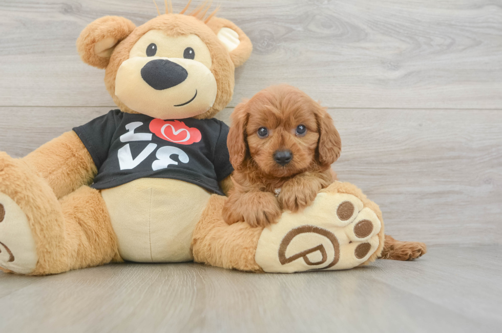 5 week old Cavapoo Puppy For Sale - Simply Southern Pups