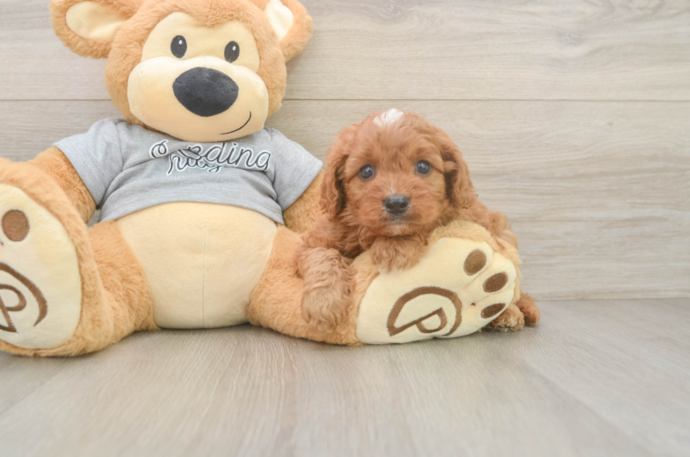 5 week old Cavapoo Puppy For Sale - Simply Southern Pups