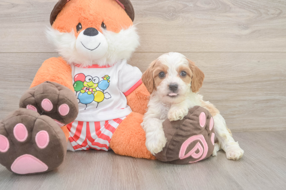 5 week old Cavapoo Puppy For Sale - Simply Southern Pups