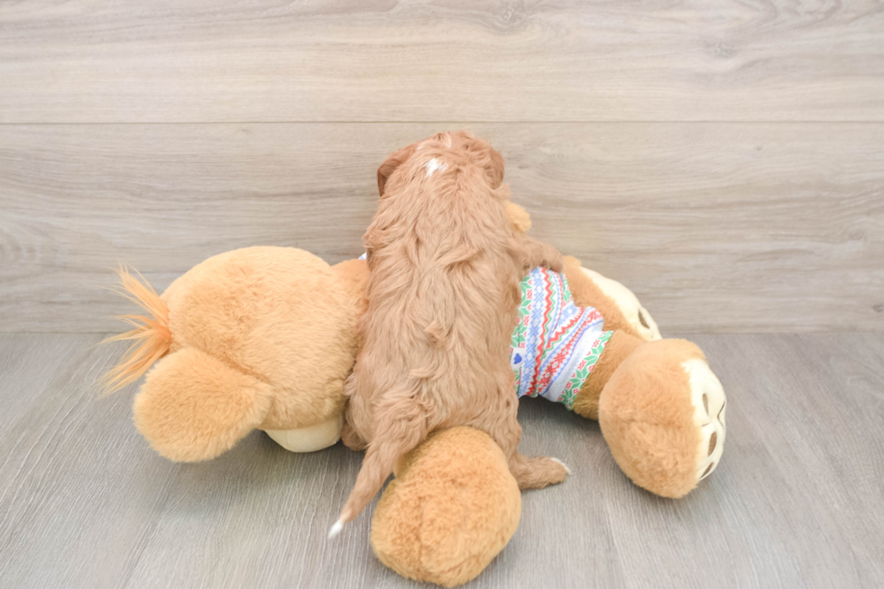 Cavapoo Puppy for Adoption