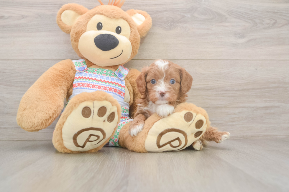5 week old Cavapoo Puppy For Sale - Simply Southern Pups