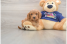 Cavapoo Pup Being Cute