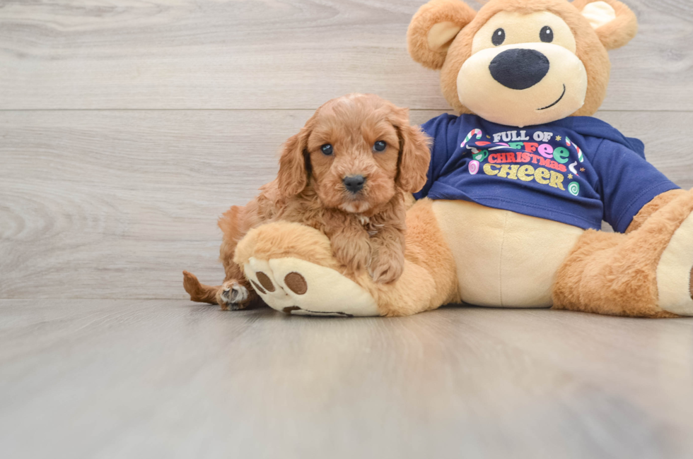 5 week old Cavapoo Puppy For Sale - Simply Southern Pups
