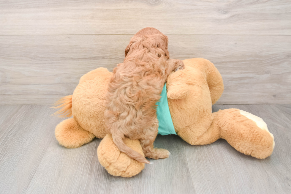 Playful Cavapoodle Poodle Mix Puppy