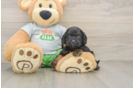 Best Cavapoo Baby