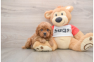 Best Cavapoo Baby