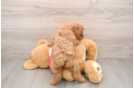 Small Cavapoo Baby