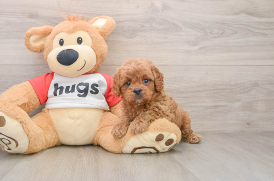 Popular Cavapoo Poodle Mix Pup