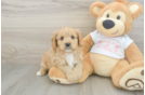 Hypoallergenic Cavadoodle Poodle Mix Puppy