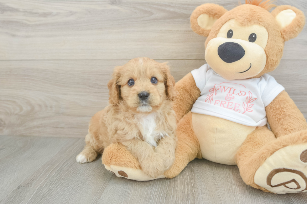 Hypoallergenic Cavadoodle Poodle Mix Puppy