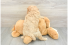 Sweet Cavapoo Baby
