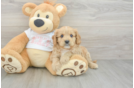 Cavapoo Puppy for Adoption