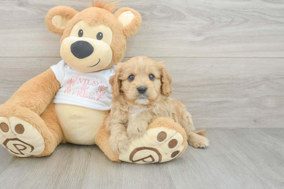 Cavapoo Puppy for Adoption