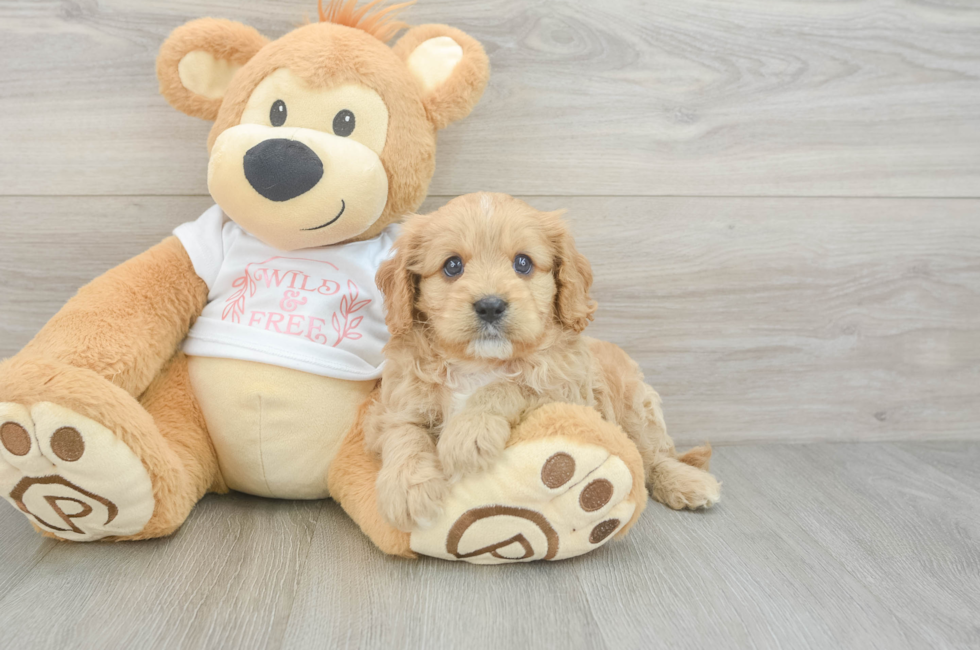 7 week old Cavapoo Puppy For Sale - Simply Southern Pups