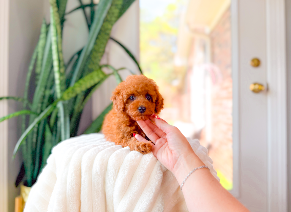 Cute Cavapoo Poodle Mix Pup