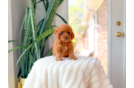 Cavapoo Puppy for Adoption