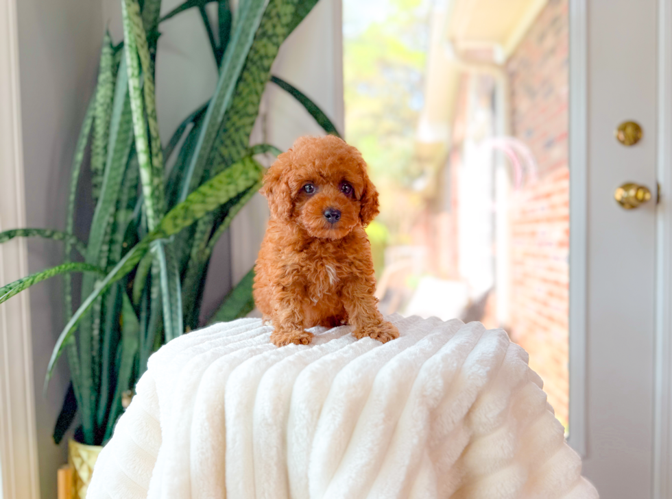 Cavapoo Puppy for Adoption