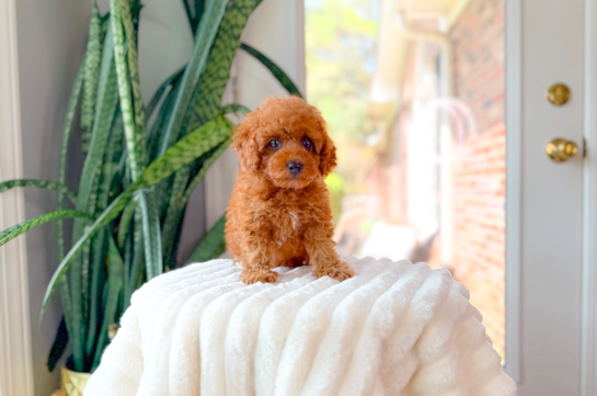Cavapoo Puppy for Adoption