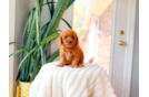 Cute Cavapoo Baby