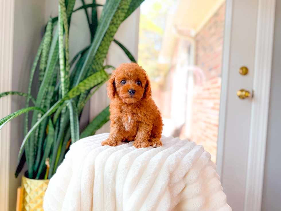 Cute Cavapoo Baby