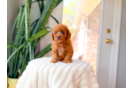 Cute Cavapoo Poodle Mix Pup