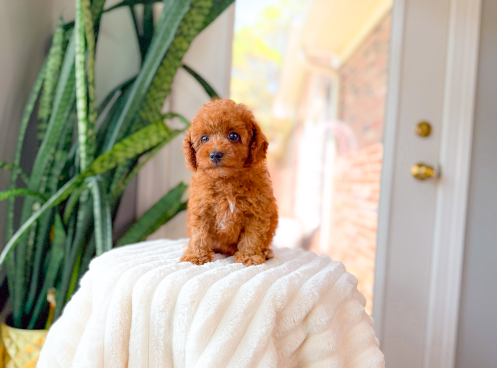 Cute Cavapoo Poodle Mix Pup