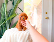 11 week old Cavapoo Puppy For Sale - Simply Southern Pups