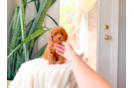 Cavapoo Pup Being Cute