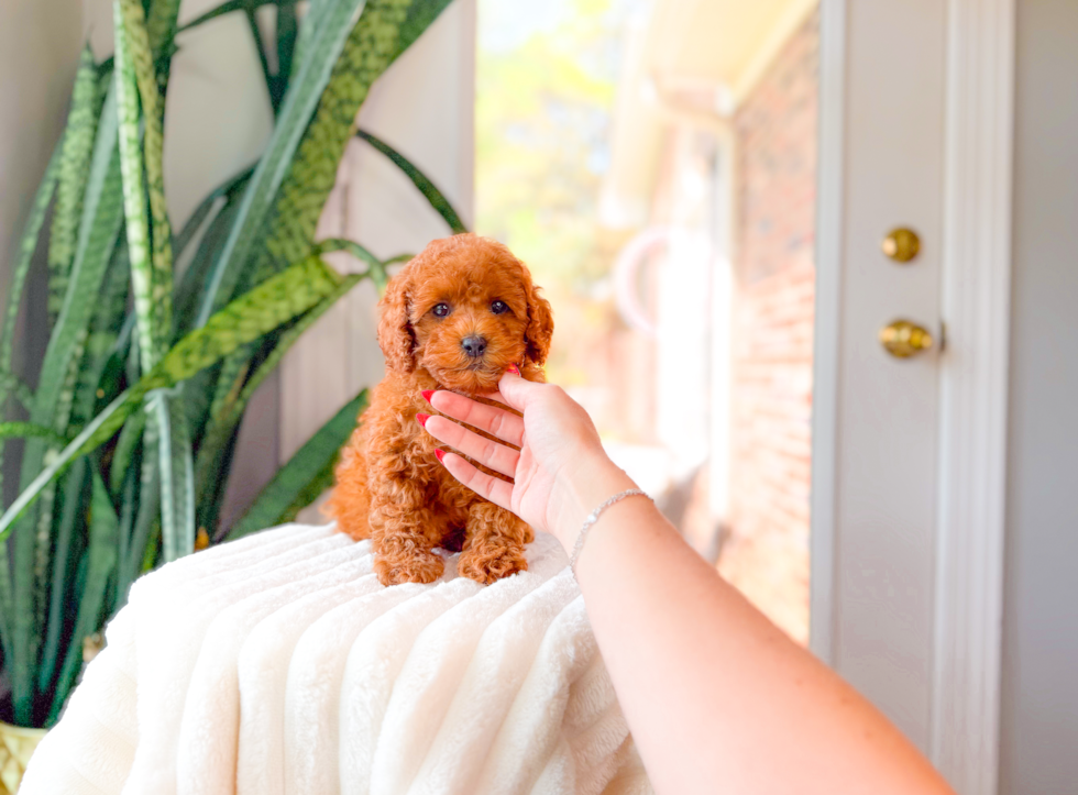 Cavapoo Pup Being Cute