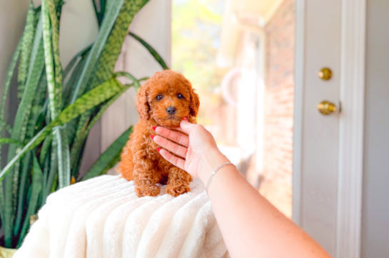 Cavapoo Pup Being Cute