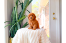Best Cavapoo Baby