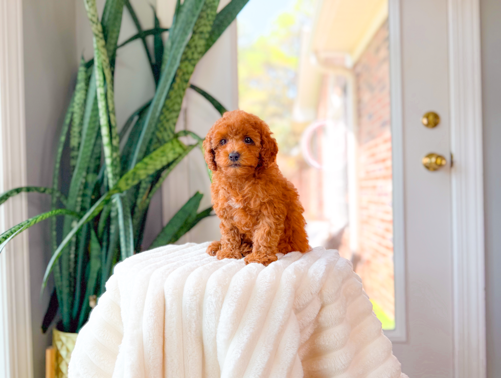 Best Cavapoo Baby