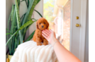 Cute Cavapoo Baby