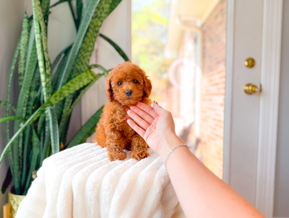 Cute Cavapoo Baby