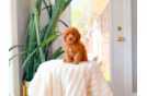 Best Cavapoo Baby