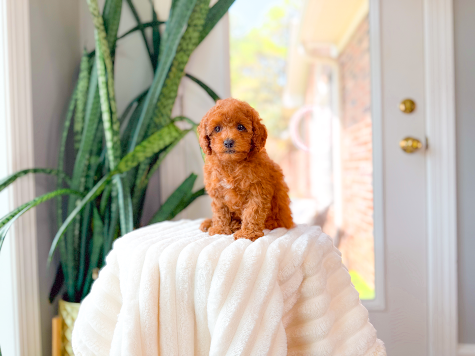 Best Cavapoo Baby