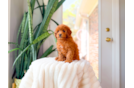 Best Cavapoo Baby