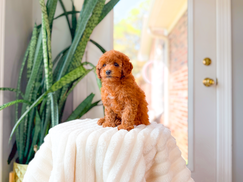 Best Cavapoo Baby