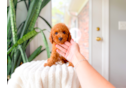 Best Cavapoo Baby